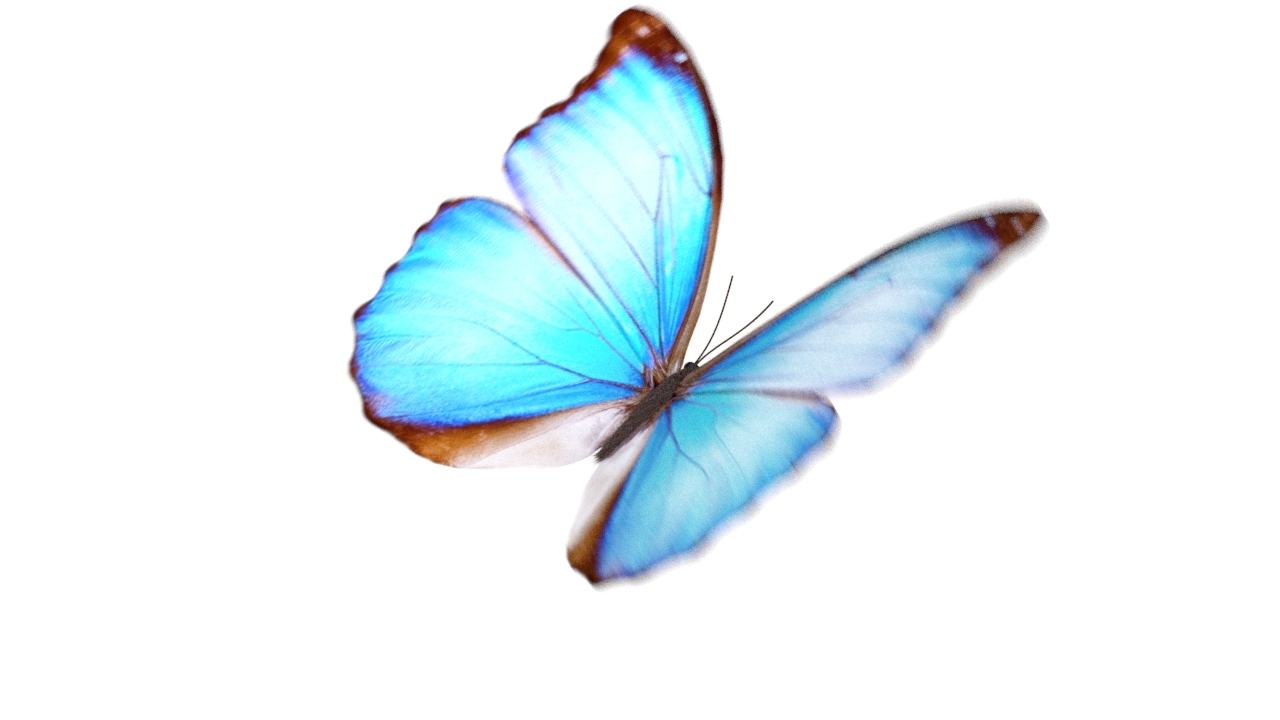 Schmetterling