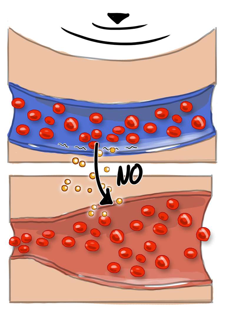 Alternative Skizze Blutgefäße