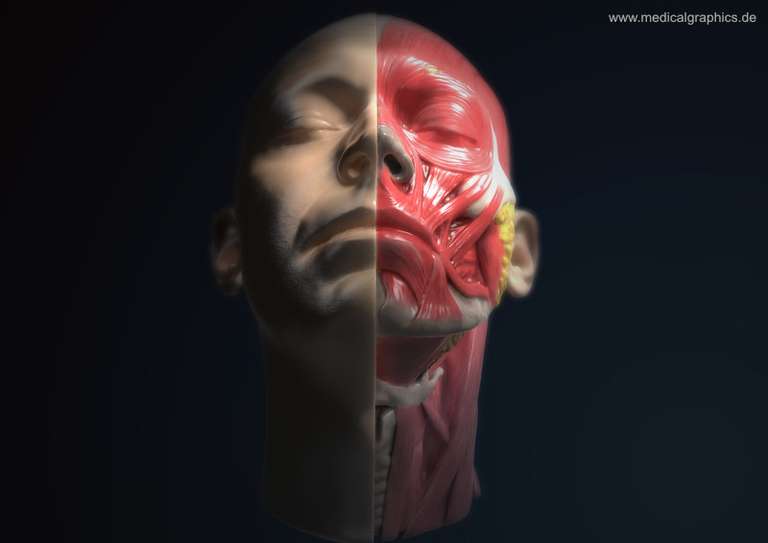 Muskeln und Sehnen Kopf