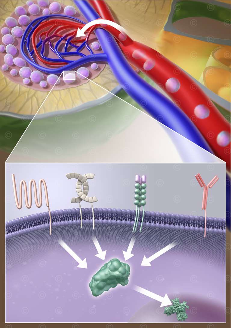 Lymphknoten und B-Zelle bei CLL