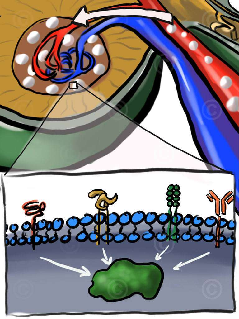 Konzeptzeichnung CLL